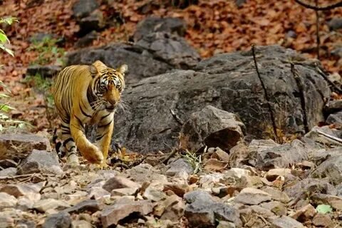 Royal Bengal Tiger in Bandhavgarh National Park MP